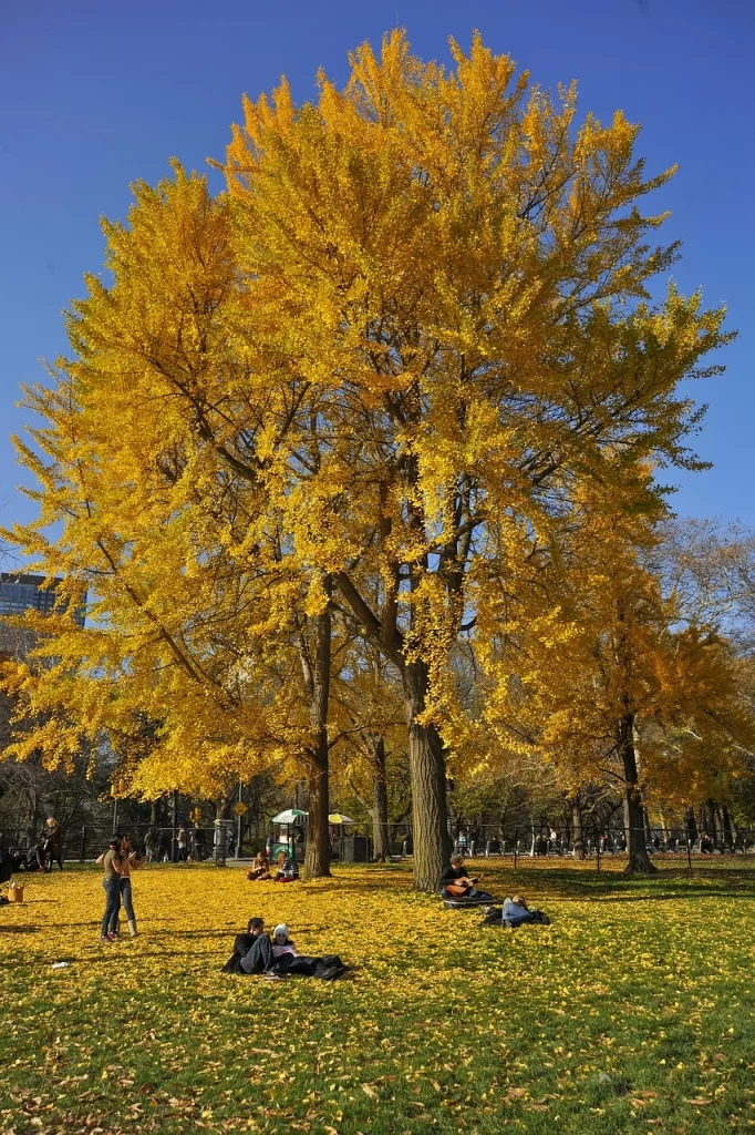 Golden autumn leaves carpet the ground in a busy Manhattan park.