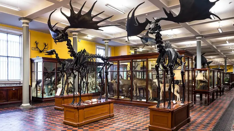 Museum hall with large animal skeletons and display cases.