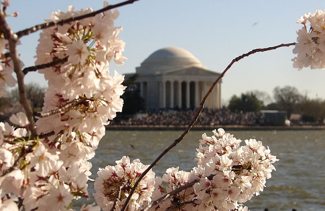 National Cherry Blossom Festival - Jefferson Memorial