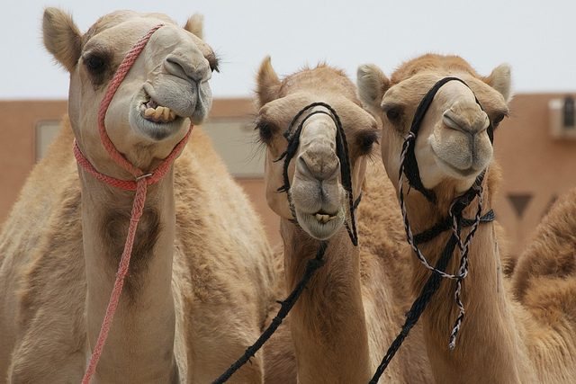 camels
