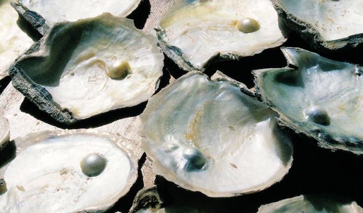 pearl-hunting-dubai