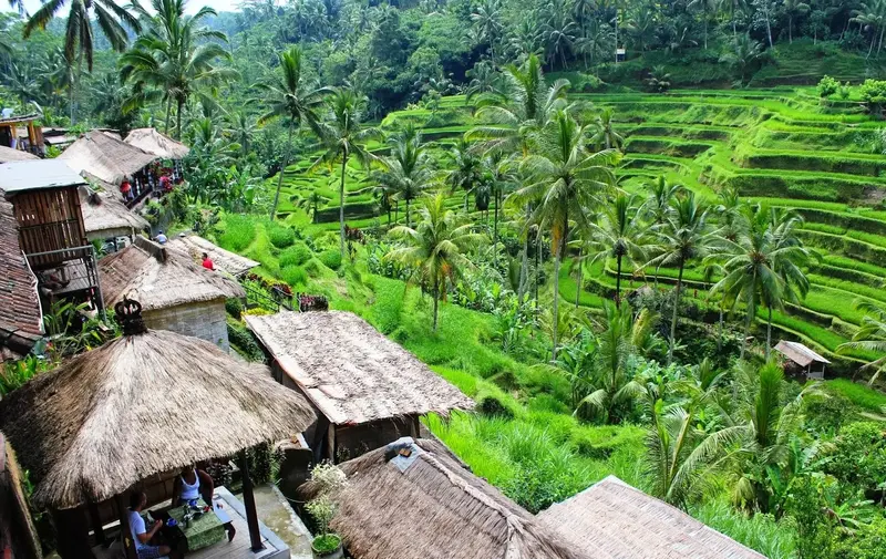 Ubud rice terraces in lush greenery
