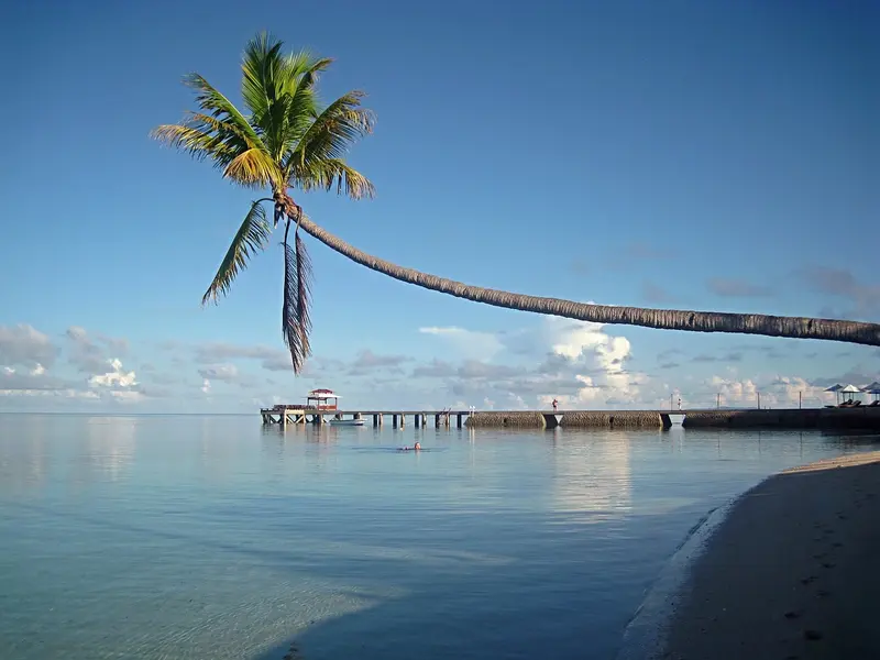 Palm tree over serene Wakatobi beach.