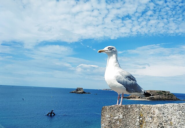 The 14 most beautiful beaches in France: Plage du Sillon, Saint-Malo