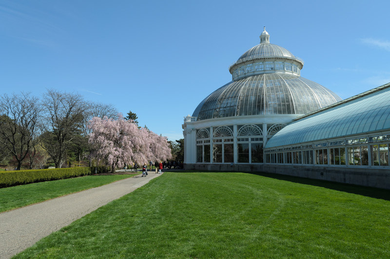 A clear spring day at the New York Botanical Garden with the grand conservatory dome in the background and cherry blossoms in full bloom, a place of natural beauty not just for Christmas but year-round.