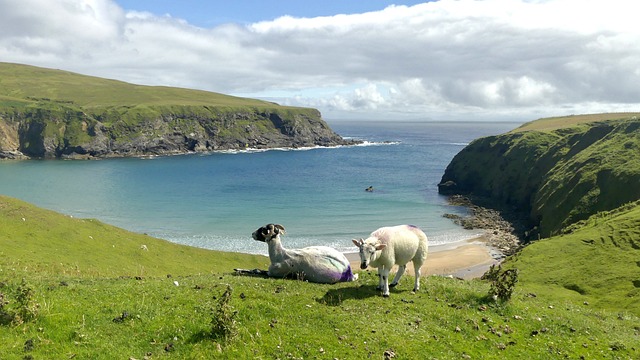 Two sheep on a lush hillside in Donegal, Ireland