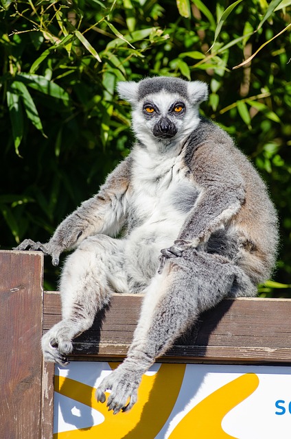 Sheltering lemurs and diverse wildlife, Madagascar