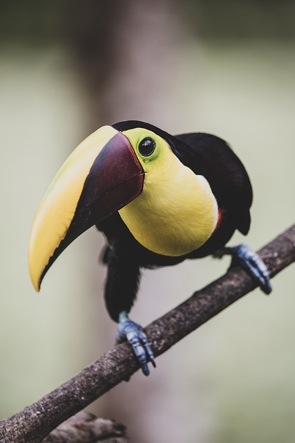 Iconic Toucan Costa Rica