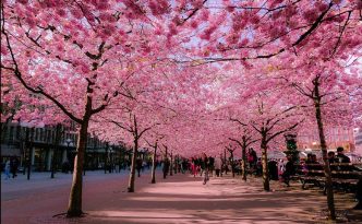CAMELLIA AND BLACKTHORN FESTIVAL IN TOKYO